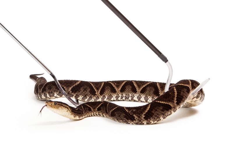 Contact About Snake Removal