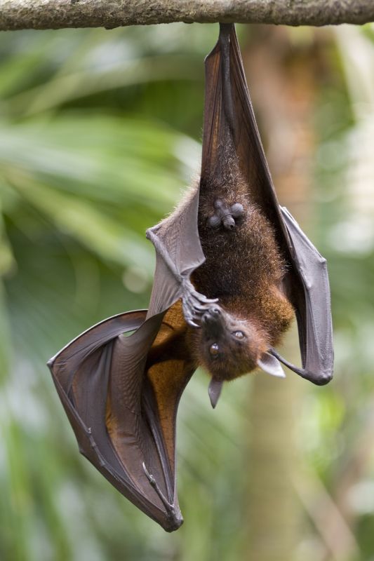 Bat Infestations In Homes: Health Risks And Safe Removal
