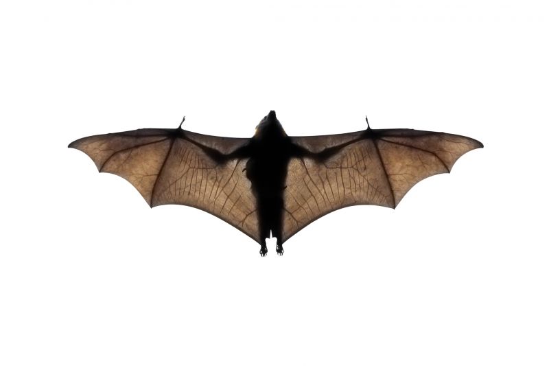 Bat Infestations In Homes: Health Risks And Safe Removal