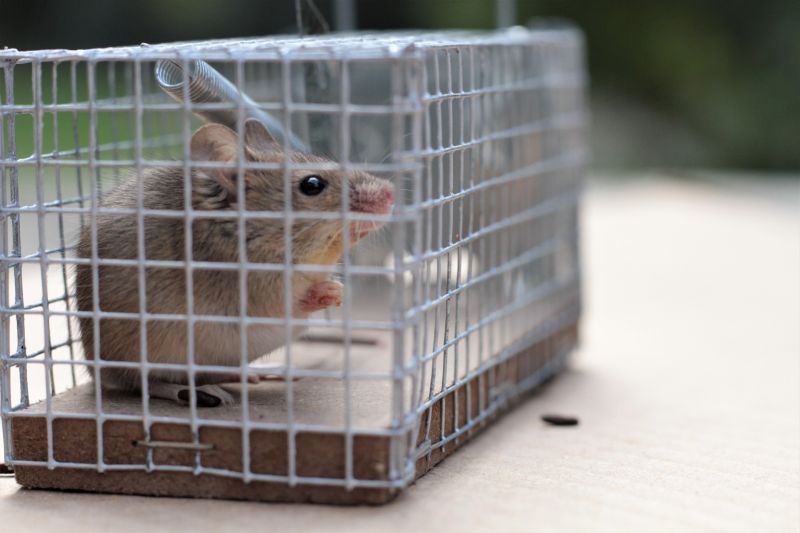Common Animals Removed By Professional Wildlife Control Services