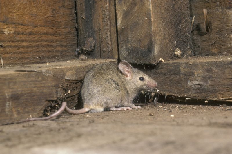 Common Small Animal Problems In Commercial And Industrial Properties