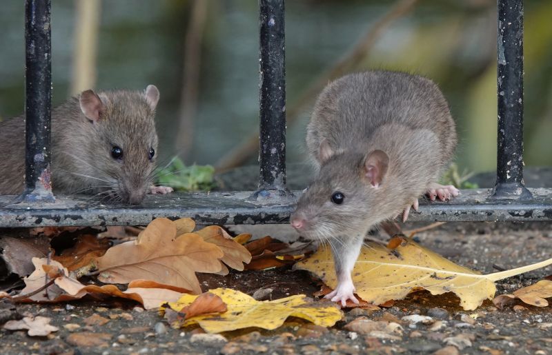 Seasonal Wildlife Problems For Homeowners