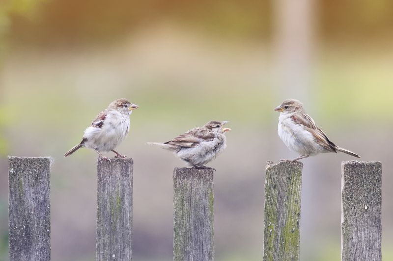 Seasonal Wildlife Problems For Homeowners