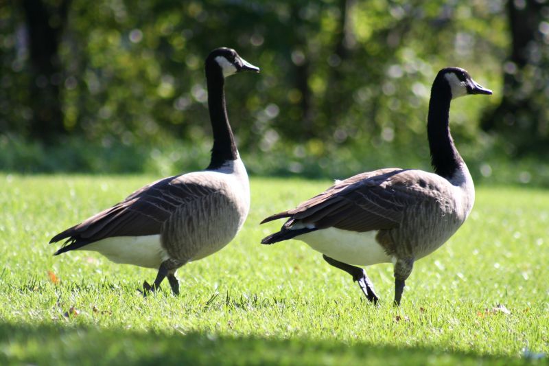 Signs Wildlife Has Moved Into Your Attic, Walls, Or Crawl Space