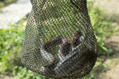 Signs Your Commercial Property Has A Snake Issue