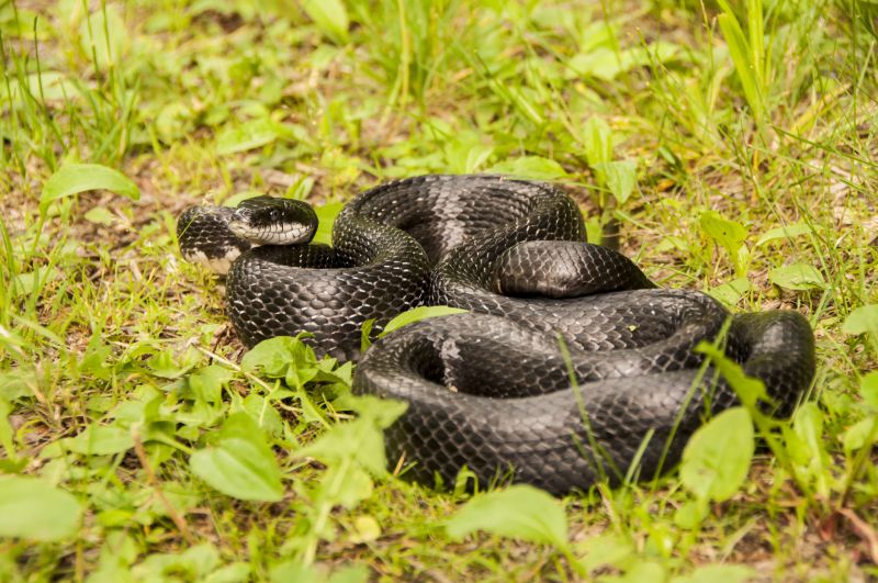 Signs Your Commercial Property Has A Snake Issue