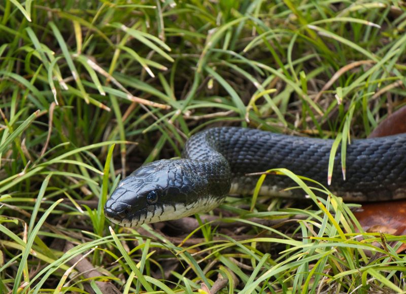 Signs Your Commercial Property Has A Snake Issue