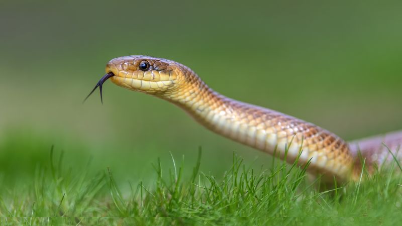 Snakes in Residential Areas