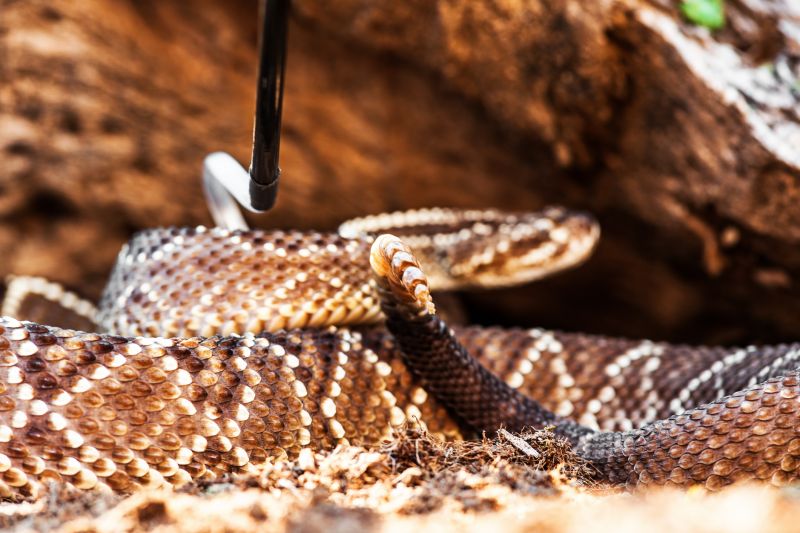Snake Sightings In Yards: What They Mean For Homeowners