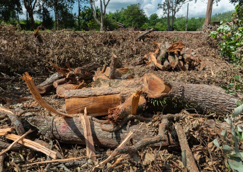 What To Expect During A Professional Wildlife Removal Visit