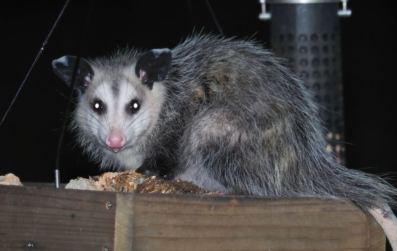 Opossum in Garage