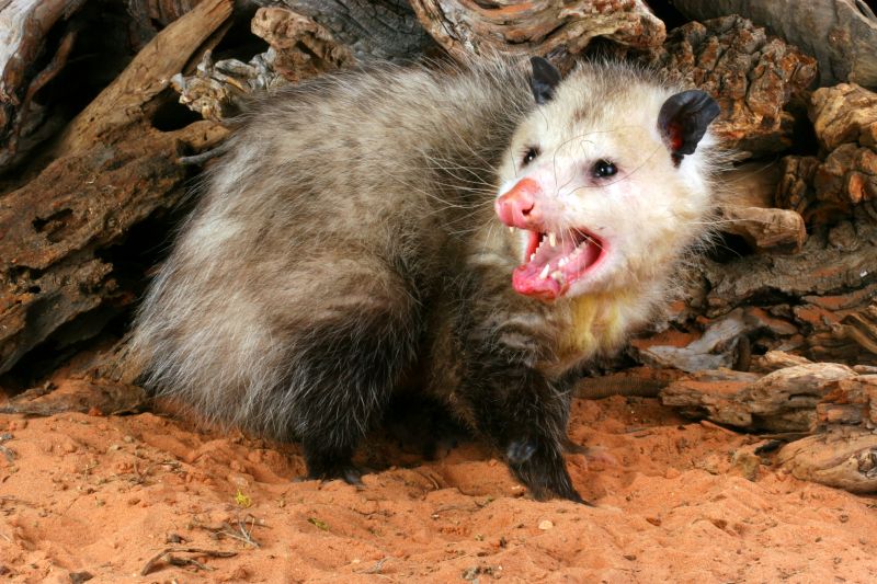 Opossum Encounters